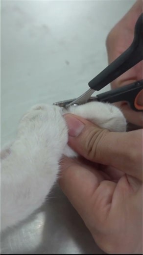 Satisfying Cat Nail Clipping ASMR 🐾 | ตัดเล็บแมว เสียงฟินมาก