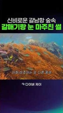 신비로운 갈남항 숲속 #삼척여행 #동해 #스노클링 #바다 #국내여행 #스노클링