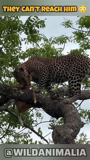 Leopard Shows Wild Dogs How It's Done #survival #wildlife #shorts