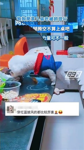 狗狗爬茶几偷吃被抓現行，狗狗：後腿騰空不算上桌吧