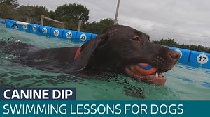 Swimming pool for dogs opens in Plymouth - Latest From ITV News