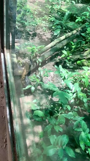 Fascinating Snake Behavior in Naturalistic Terrarium