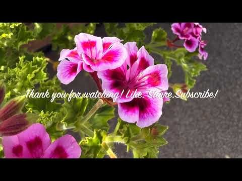 🌸✨Meet the Royalty of a Garden: The Regal Geranium 👑