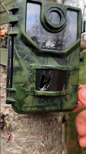 Catching the culprit that broke my camera #wildlife #mystery #trailcam