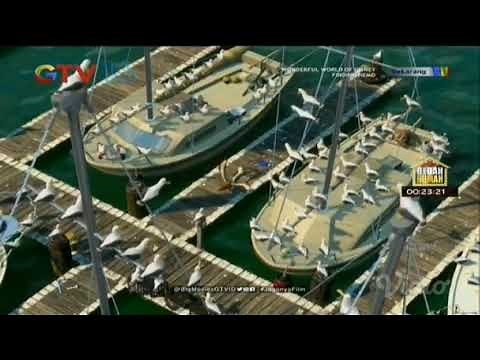 Finding nemo seagull scene indonesia