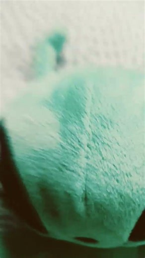 no title #alien #pookie #plsdontflop #meow #idkwhattoputhere