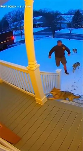 UPS Driver Saves Dog From Coyotes