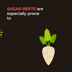 Sugar beets are affected by viruses. 🦠 Thanks to #plantbreeding #innovation, beet yellows virus-resistant varieties of #sugarbeet can be developed, increasing sustainability & competitiveness. 🍠👨‍🌾 #GrowingTheFuture #seedingplanthealth ➡ https://bit.ly/3cTAoV2 #HFFA_Research | Euroseeds