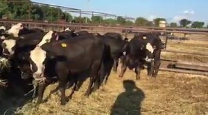 34 Black Baldie Hereford X Angus Heifers bred to lbw Angus Bulls 4-8 Months. $1650 buys the heifers..... Call me! Clay 9795416703 | CowboySales.com