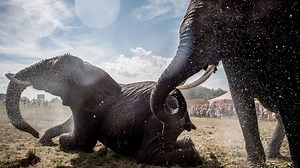 Denmark buys last 4 circus elephants to let them retire