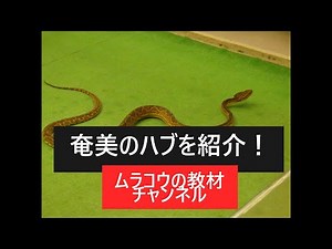 ハブの生態（小４・５理科）