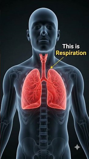 Respiration: The Process of Life