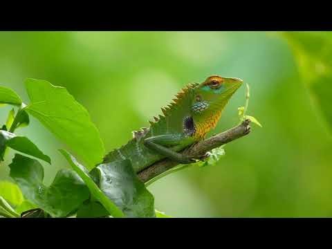 Anole Lizard: The Color-Changing Climber of the Backyard Jungle