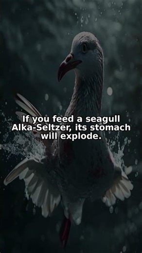 If you feed a seagull Alka-Seltzer, its ... 😲 #Shorts