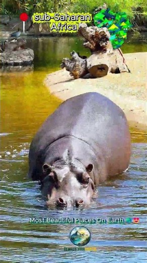 Nature's Most Beautiful Animals 🦁🌍 | Amazing Wildlife Around the World