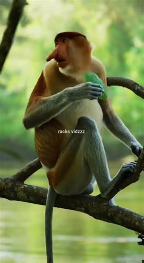 Tiger Attack on Proboscis Monkey | Real Wildlife Documentary#tiger #proboscismonkey #tigerattack