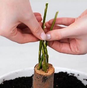 540K views · 767 reactions | Indoor gardening hacks to grow any plant at home! | Green Bean | Facebook