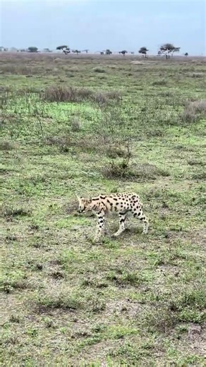 Serval Cat: The Most Successful Hunter Among Wild Cats 🐆🔥