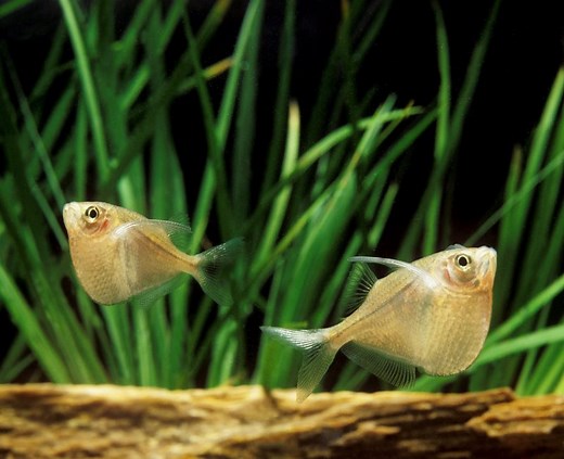 The Complete Guide to Hatchetfish Care