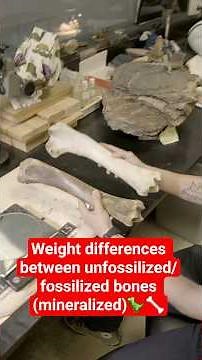 The difference in weight between fossilized (mineralized) and unfossilized bones 🦖♥️🦴