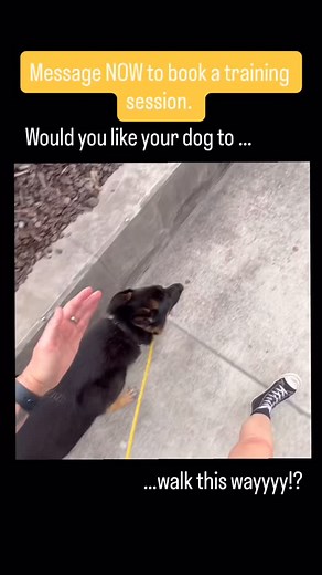 Loose-leash dog training so important for your safety and your pups. Want to enjoy a leisurely walk with your loved pup? Reach out and let’s get started. | BAMBI Dog Training