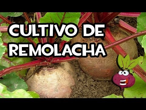 El Cultivo de Remolacha o Betabel | La Huerta de Ivan