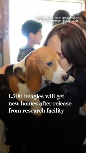 1,500 beagles will get new homes after release from research facility
