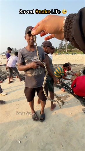Baby Sea Snake Safely Returned To The Ocean 🥺
