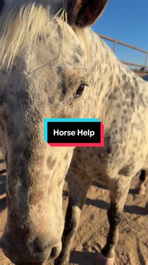 Identifying Unusual Horse Sounds After a Trip