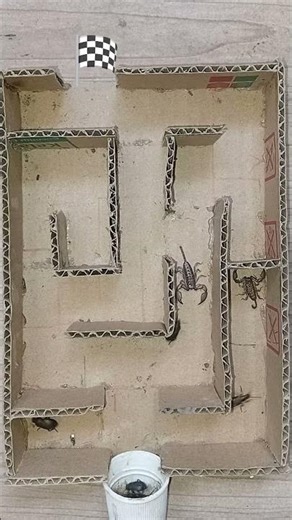 Maze Race Battle: Bombardier Beetle vs Scorpion🔥