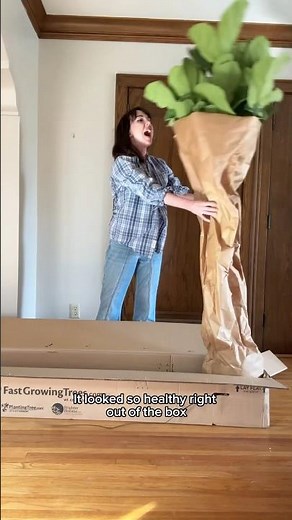 Fast Growing Trees Unboxing and Review! #fiddleleaffig #fastgrowingtrees #gardeningplants