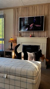 Barney is happy Lassie makes it home #lassie | Stephen Kelleher