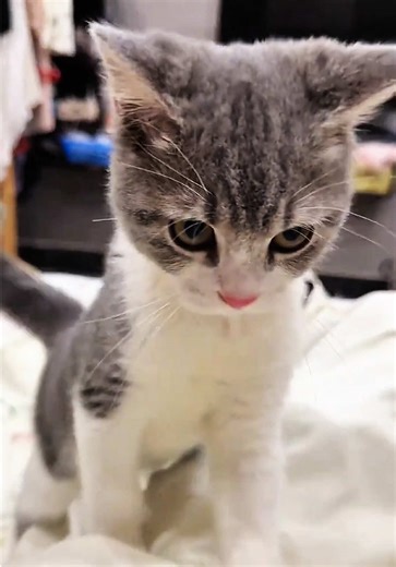 Kitties are so cute even if they are angry 😭😭 #cats #funnycats #catsoftiktok #fyp #foryoupage❤️❤️