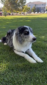 Happy National Check Your Chip Day! Strider’s microchipped — is your pet? From now until September 7th, get $10 OFF microchipping at our clinic. USE CODE: VXRUJ3 — limited time only. Book today and help keep your pet safe. | VIP Petcare