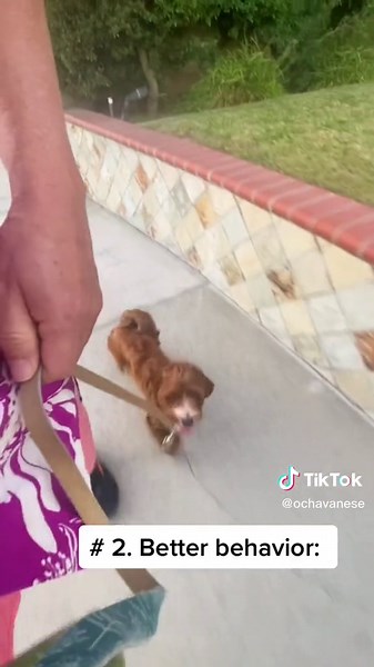 3 reasons for walking by side training 🐶 Havanese #havanesetraining #havanesepuppytraining #leashwalkingtraining #dogwalkingtraining #redhavanese #havanese #velcrodog #havaneselove #havanesedog #