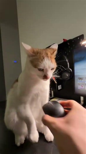 Amur cat Counter-Strike 2 #cs2 #counterstrike #amur