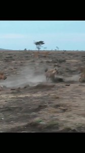 Animal Planet TV on Reels