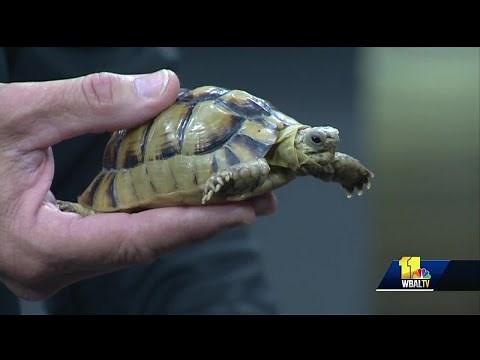 Maryland Zoo brings in world's smallest tortoise