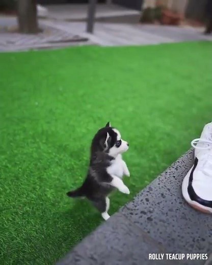 Husky Puppy ''Real''' Teacup Husky Puppy#|shorts|
