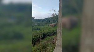 Asian elephants spotted roaming tea gardens in southwest China