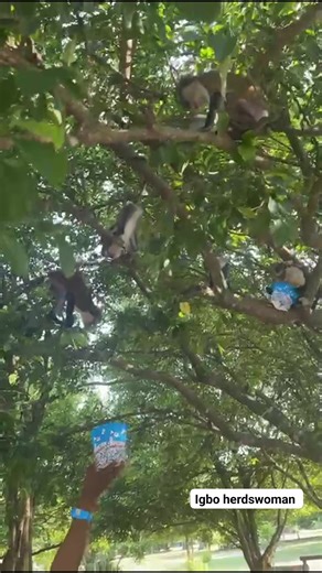 Every journey starts with a few steps,and i'm grateful to have 21 thousand amazing People walking with me.Thank you for the support. #nsukkafarmer #igboherdswoman #ngurunsukka | Ekene Aleke Obayi