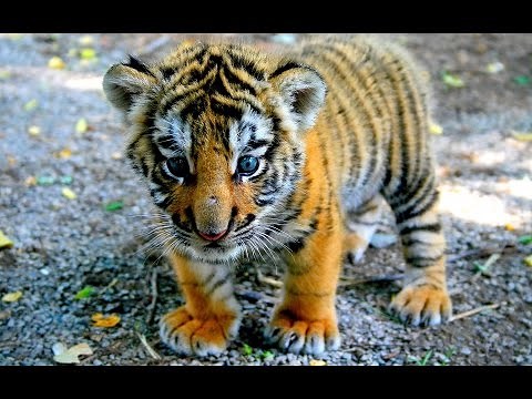 Die 10 aller niedlichsten & süßesten Tiere der Welt - Süße Tier Bilder | Tierbabys Niedlich & Süß
