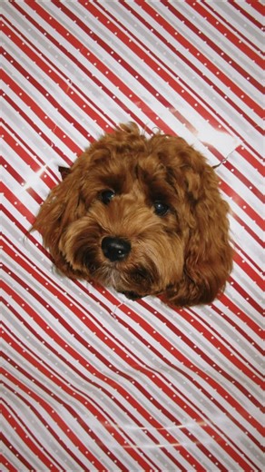 Lilo The Cockapoo on Instagram: "as soon as thanksgiving is over… it’s officially time for Christmas and this is really the only present I want 🎄🎁 this wrapping paper trend definitely looks easier than it is 😅 our puppy Lilo didn’t ripped off the wrapping paper completely the first time around lol but we persevered!! how did we do? #cockapooworld #cockapoopuppy #cockapooclub #cockapoo #puppydays #christmaspuppy #puppylife #puppythings #cockapoopuppies #cockapoolove #puppymoments #christmaspup