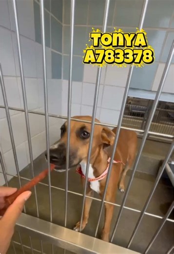 🔥💔 THIS IS OUR MOMENT - RISE UP FOR THEM NOW 💔🔥 Monday 11/24/25 at 11:30 AM CST - the clock is screaming and these innocent lives at ACS San Antonio are hanging in the balance! This is NOT a drill! This is NOT someone else’s problem! This is OUR CALL TO ACTION! ⏰🚨 RIGHT NOW, at this very moment, these dogs are looking through kennel bars wondering if anyone cares enough to fight for them! The answer MUST be a thunderous YES from ALL of us! No more silence! No more scrolling past! NO MORE! �