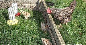 Baby Chicks Get Outside Time