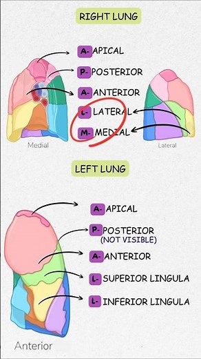 “Bronchopulmonary segments made EASY 🫁 One mnemonic = total lung mastery 🧠🔥”