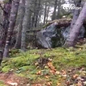 Últimamente un residente canadiense grabó un curioso vídeo en el que el suelo de un bosque en Quebec abulta y luego regresa a su forma normal como si el suelo está “respirando”. A pesar de las imágenes increíbles, este fenómeno tiene una explicación científica. Según los expertos, después de las lluvias, el suelo se satura de tal forma que disminuye la cohesión de las raíces de los árboles a la tierra. Al soplar el viento fuerte, los árboles se mueven y el suelo comienza a 'levantarse' con ellos