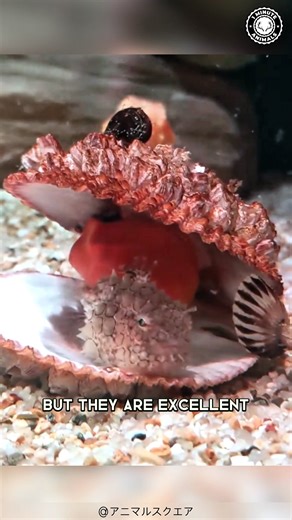 7K views · 420 reactions | Lumpsucker  The CUTEST Clumsy Fish! It can’t swim well, so it just sticks to things. Round, squishy, and full of personality. Proof that not every fish was built for grace. #lumpsucker #wildlife #animalfacts #1minuteanimals54.07. Lumpsucker | 1 Minute Animals | Facebook