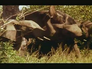 SAX & ANIMAL PLANET saxophoneSTANSAX