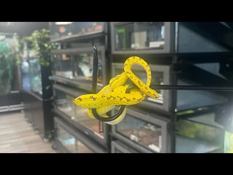 Yellow Biak Green Tree Python 